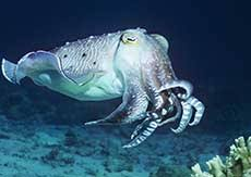 cuttlefish