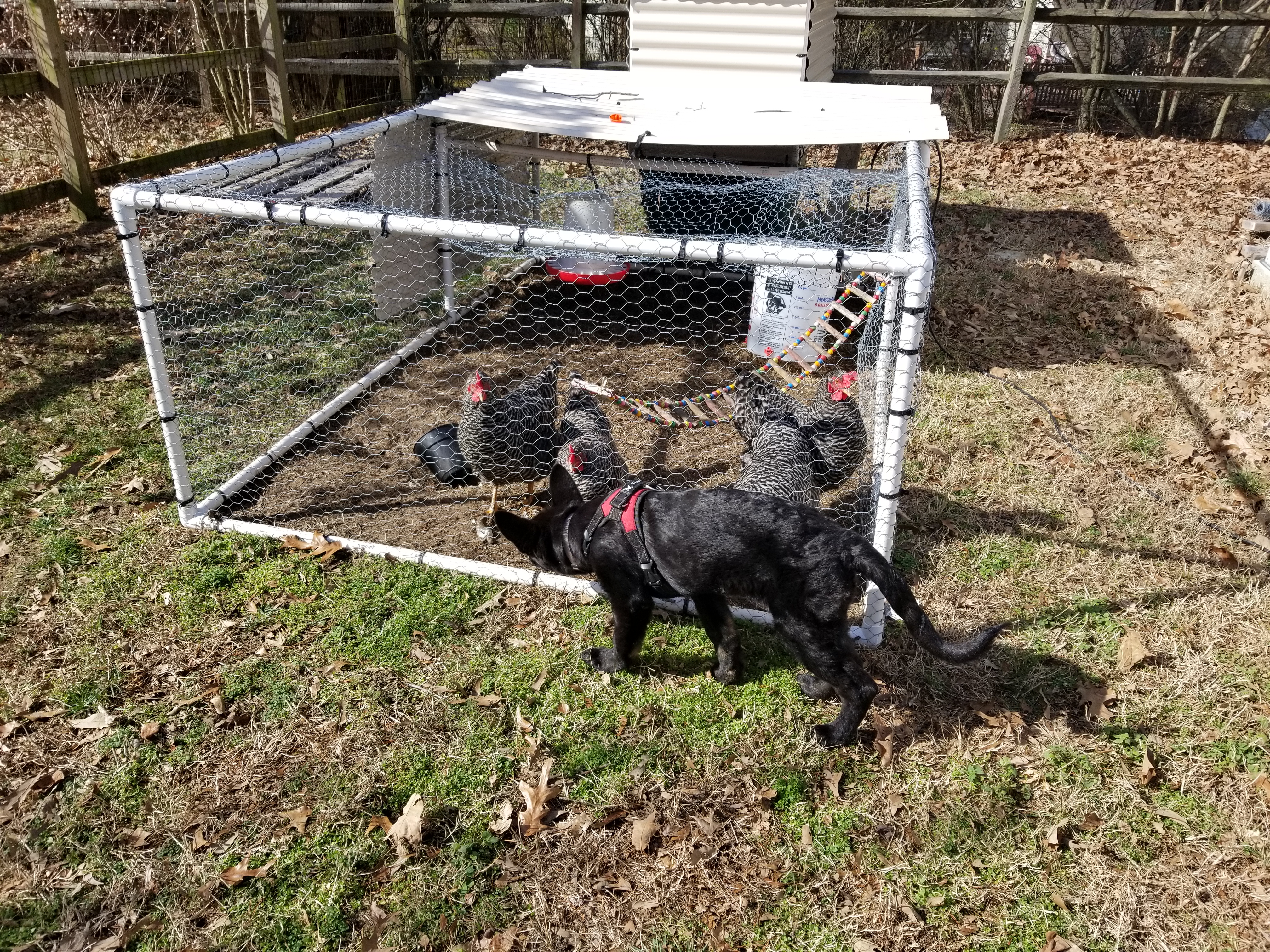chicken enclosure