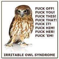 Irritable Owl