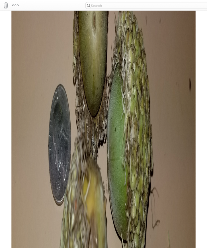 freaky mutant acorns from spaaaaaace