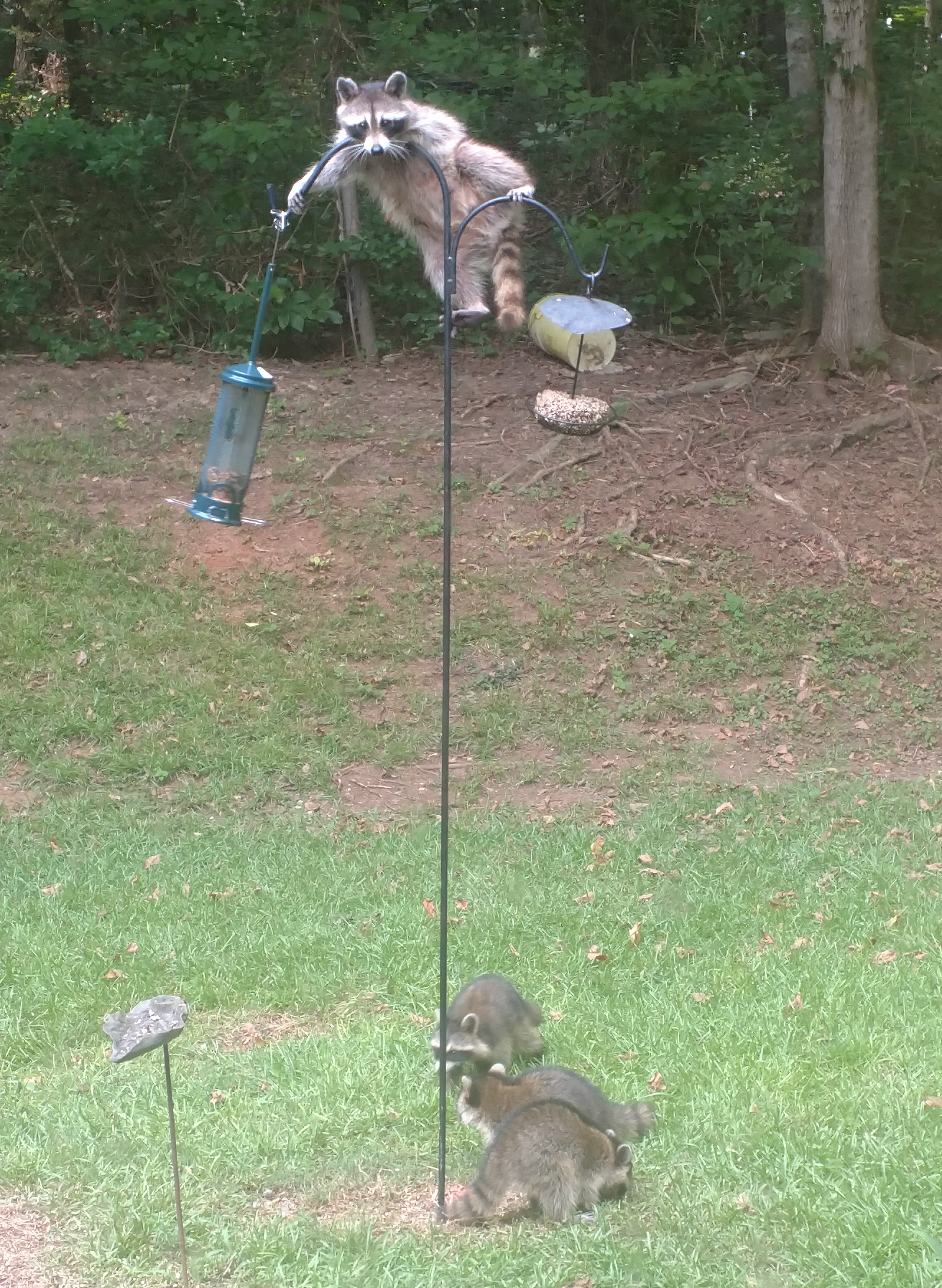 coons at feeder