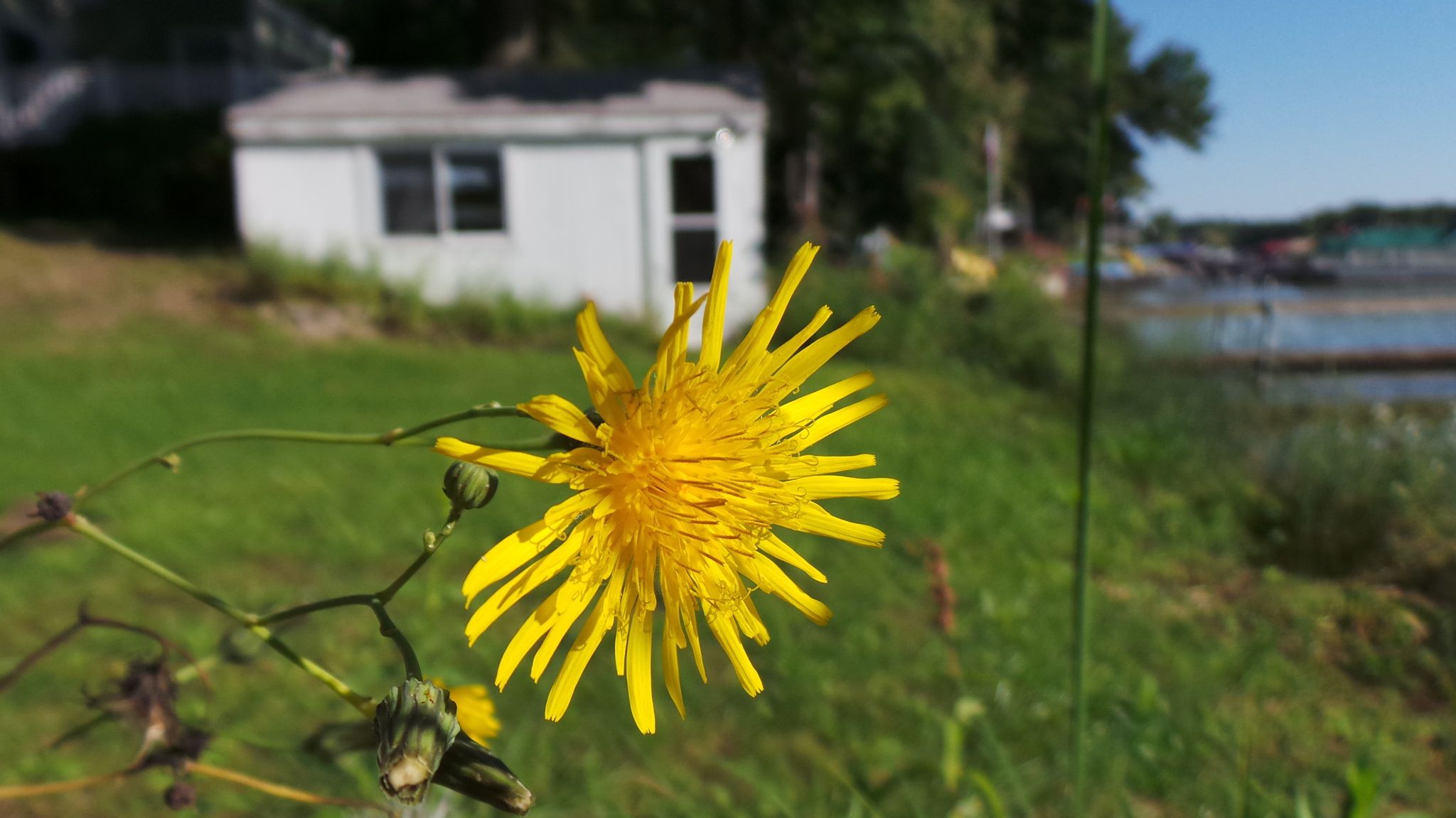Michigan dandelion