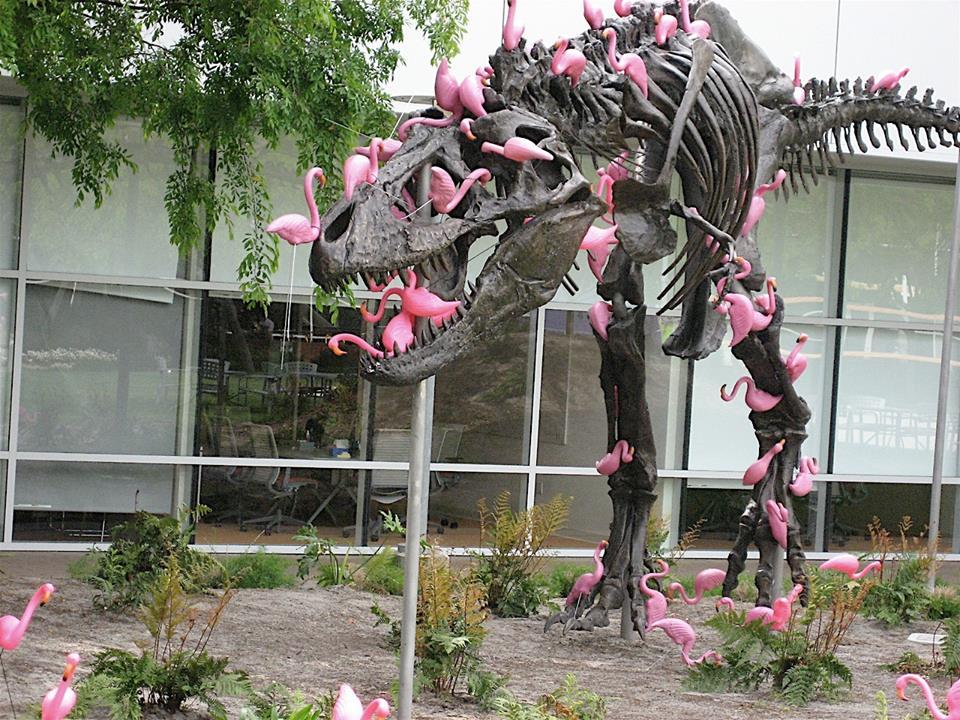 Pink famingos skeletonize a T-Rex