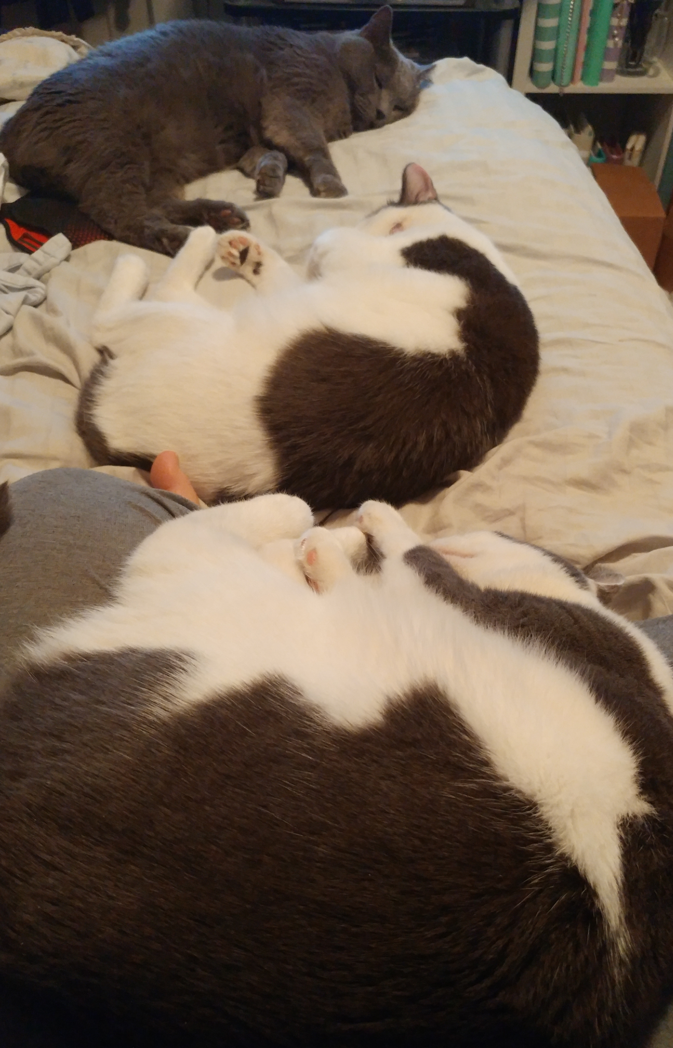 Oakley, Clyde and Josey