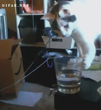 Cat push glass