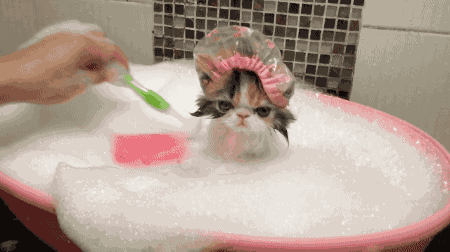 Cat Bath