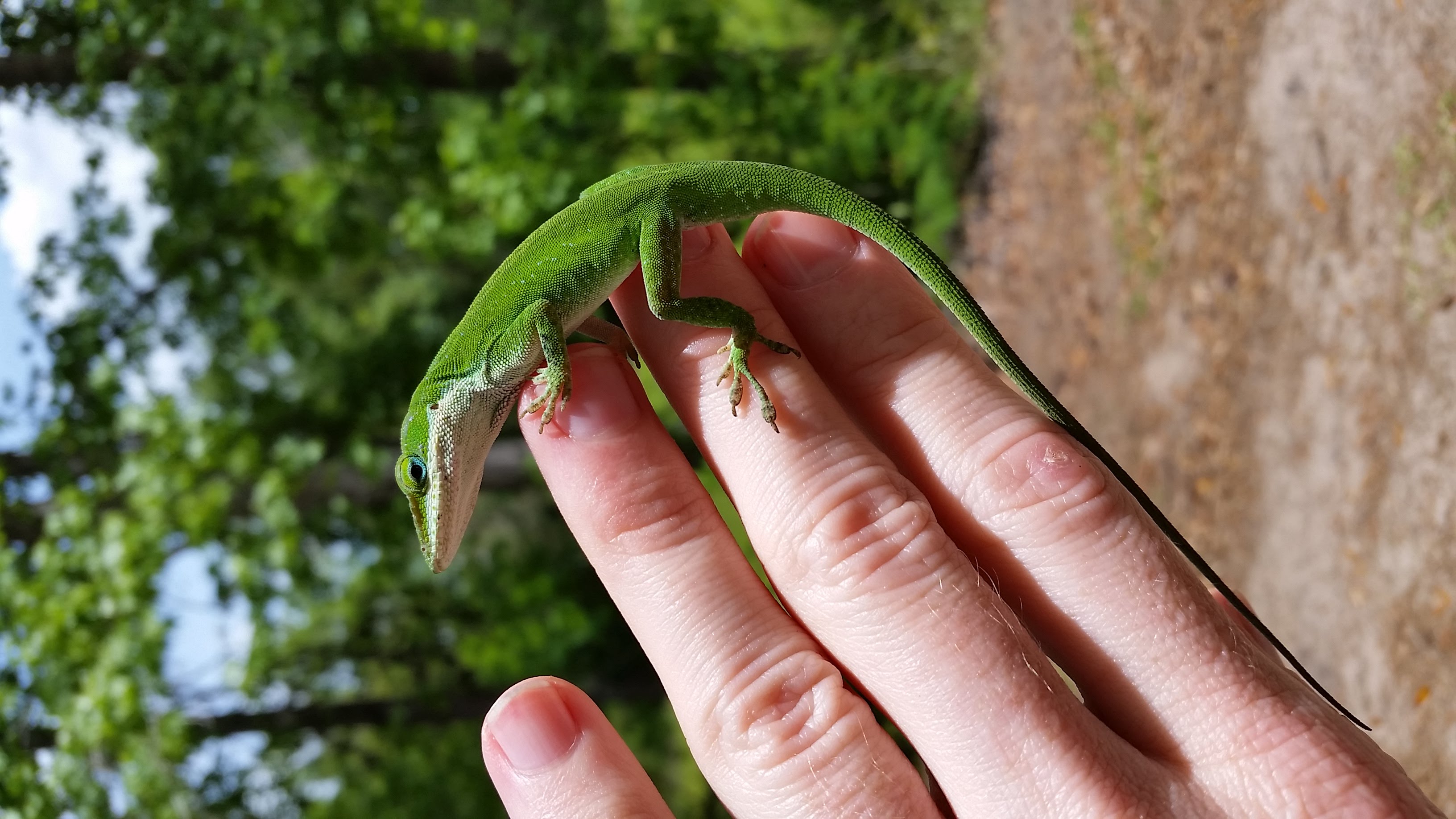 They are sometimes quite docile.