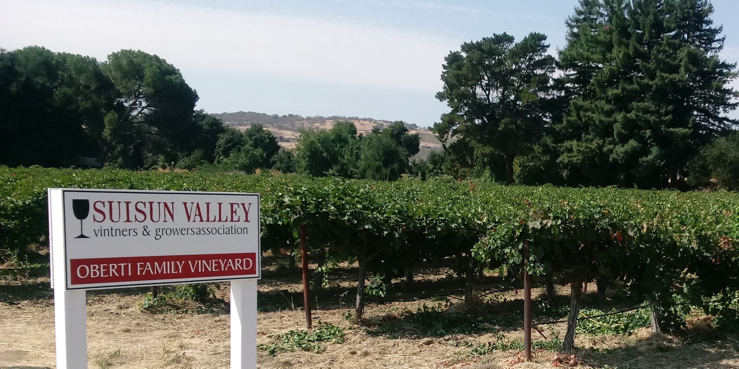Oberti Vineyard