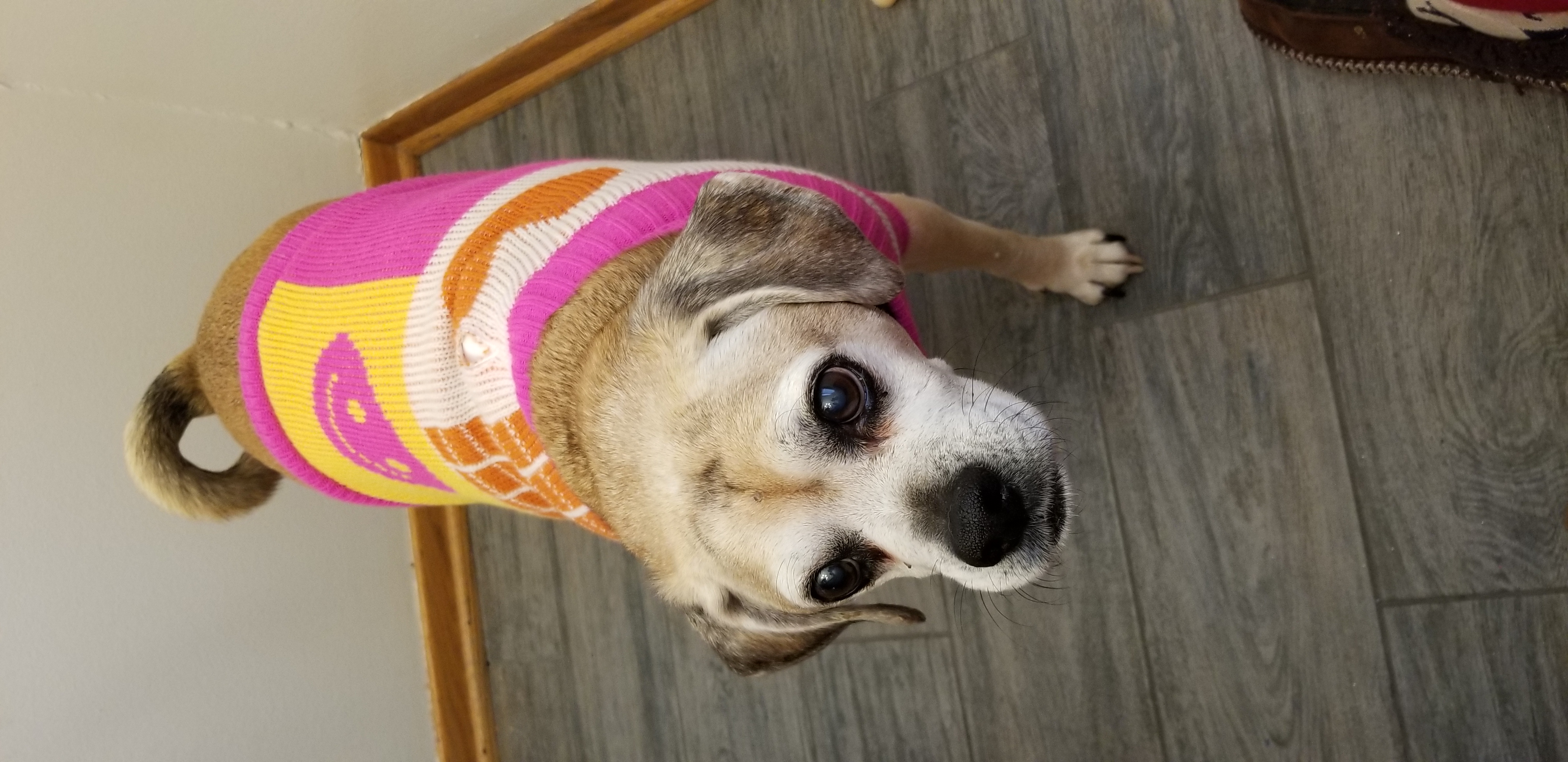 my puggle is not sure about clothes