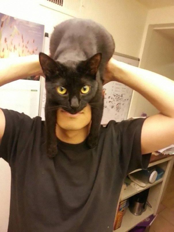 Batcat
